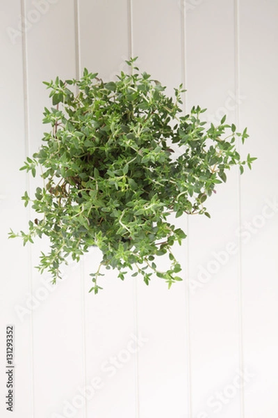 Fototapeta thyme