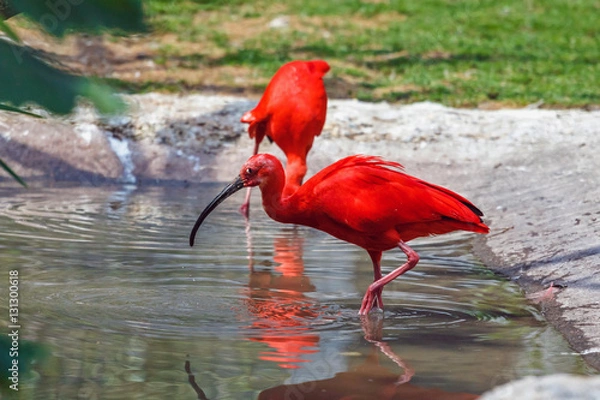 Obraz Pair scarlet ibis in the water