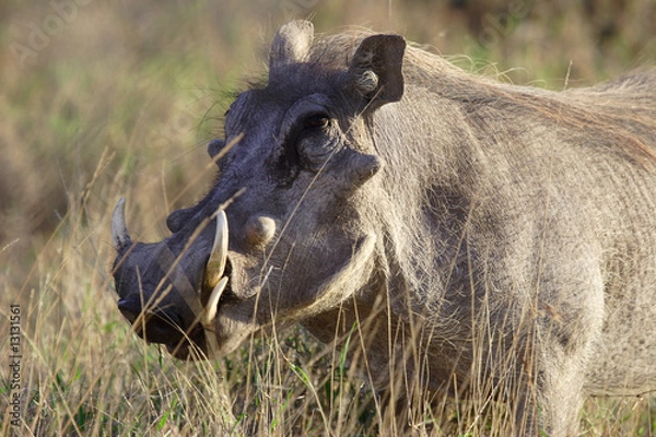 Obraz Phacochère – Sweetwaters – Kenia