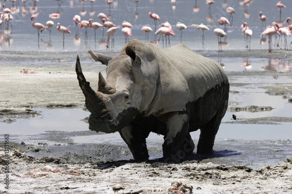 Obraz Rhinocéros - lac Nakuru - Kenya