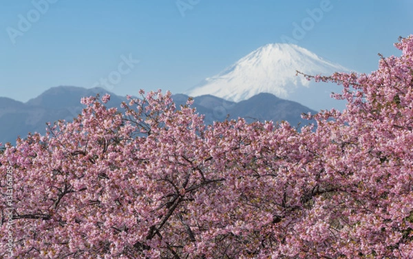 Fototapeta 富士山と桜の風景