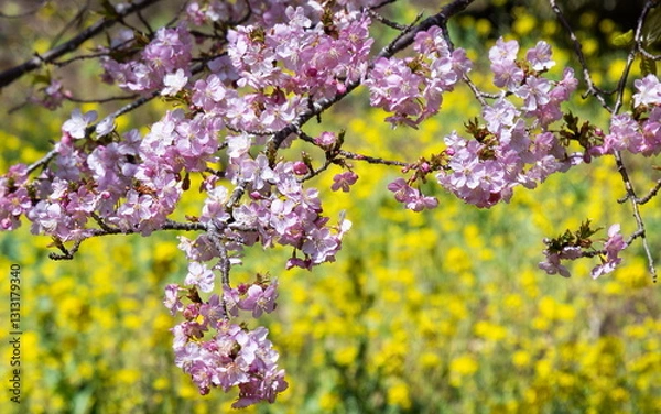 Fototapeta 桜と菜の花