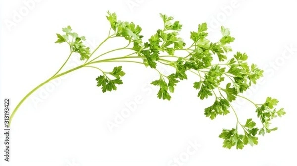 Fototapeta Fresh Green Parsley Herb on White Background for Culinary Use