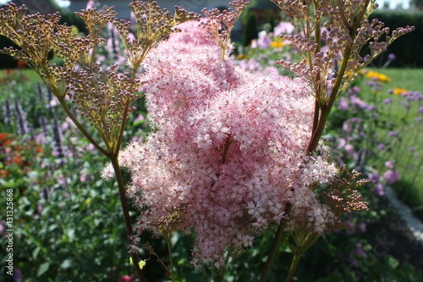 Fototapeta Pink blossoms