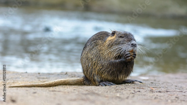 Obraz Wydra # 03