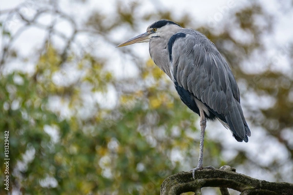 Obraz Graureiher #01