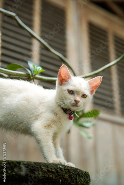 Fototapeta This kitten poses boldly and has a sharp gaze, the shot was taken with the camera position lower than the photo object and using a professional camera.