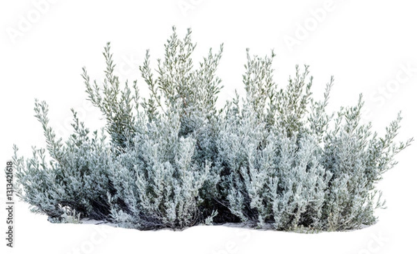 Fototapeta Sagebrush shrub, transparent background, isolated on the edges, cutout PNG