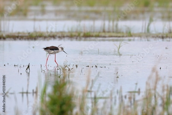 Fototapeta pied stilt