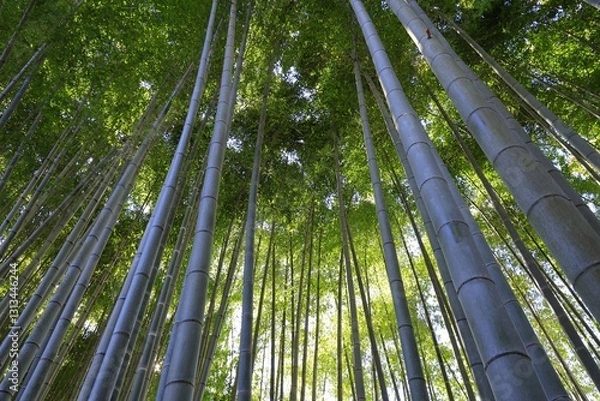Obraz 日本の竹藪（神奈川県愛甲郡愛川町）