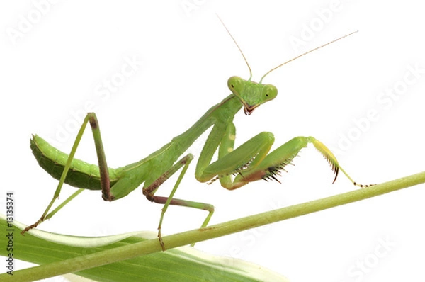Obraz mantis isolated on white background