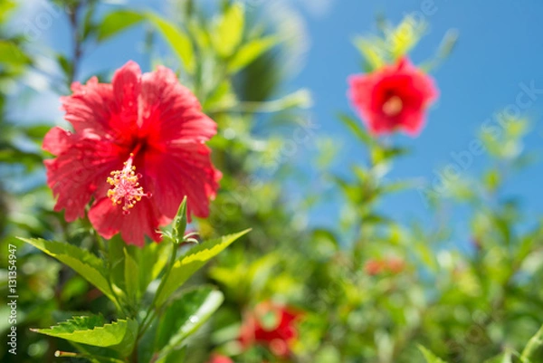 Obraz ハイビスカス