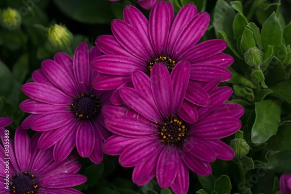 Obraz Flowers up close