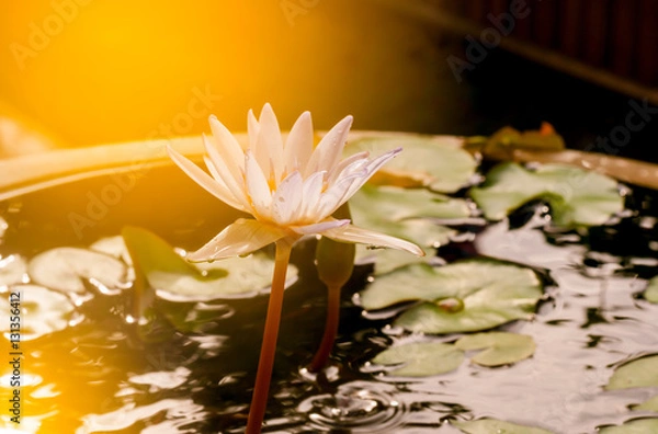 Obraz the lotus flower in pool among sunshine in the morning