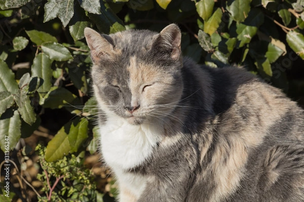 Obraz cute cat sleeping