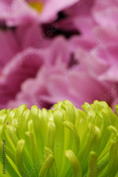 Obraz Green chrysanthemum