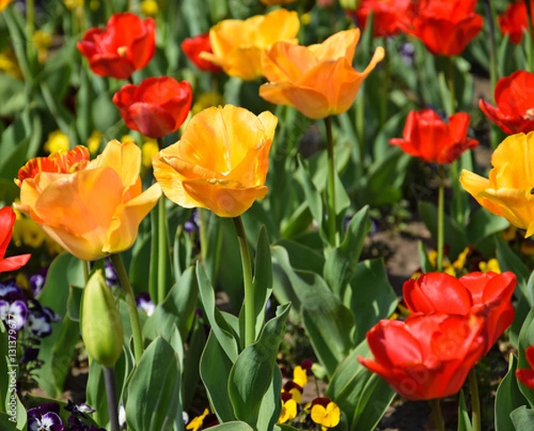 Obraz Tulips in the garden