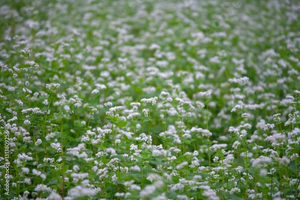 Fototapeta そばの花が咲く畑