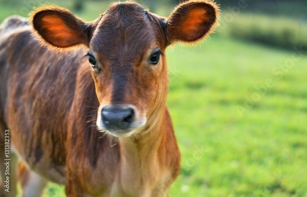 Obraz Jersey calf