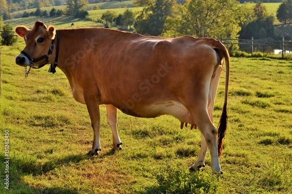 Obraz Jersey cow