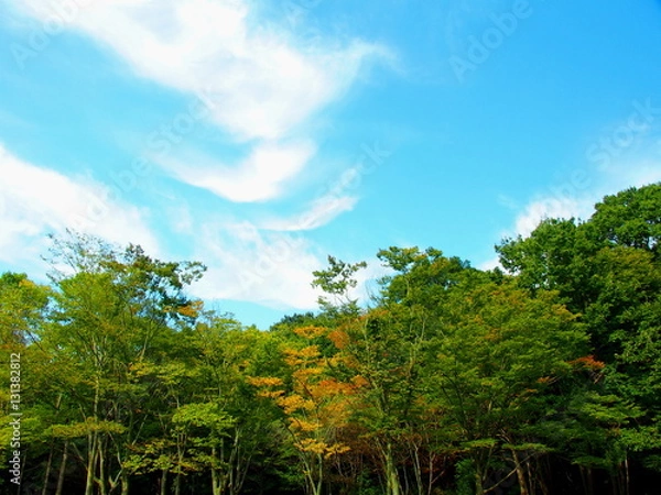Fototapeta 秋の林と青空