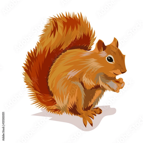 Fototapeta squirrel with nut