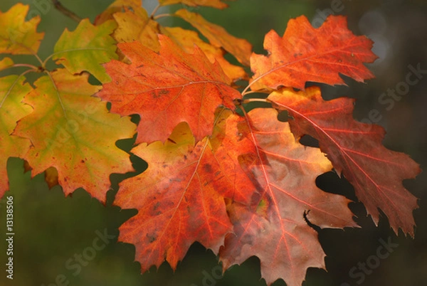 Obraz liście, leaves