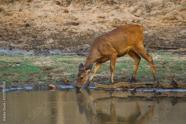 Obraz Image of sambar deer in its natural habitat.