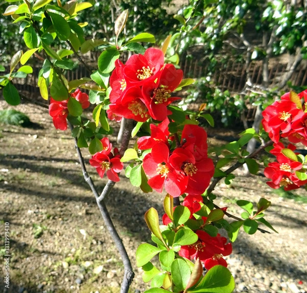 Obraz Cognassier du Japon