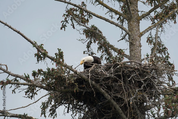 Fototapeta Bald eagle in a nest