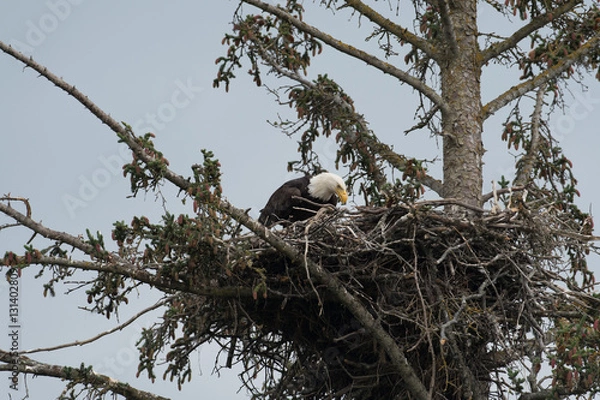 Fototapeta Bald eagle in a nest