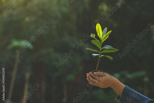 Fototapeta Seedling in hand concept of environment and sustainability, clean energy, on natural bokeh blur background.
