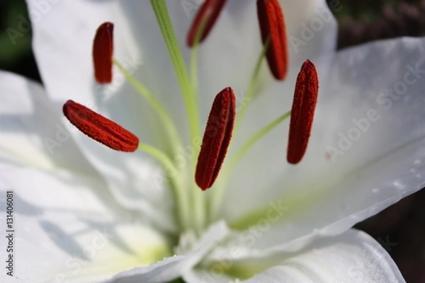 Obraz White lily closeup