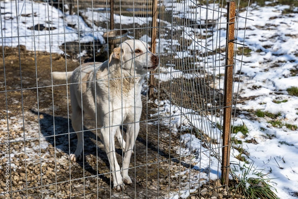 Fototapeta Nature’s Watchdog,Dog Standing Guard by the Fence in the Country