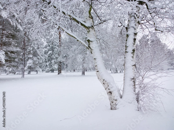 Fototapeta Park in winter.