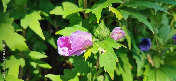 Obraz Purple flower with white petals in the center, standing out among green leaves.