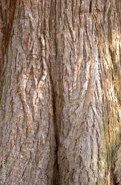 Obraz arbre  et texture