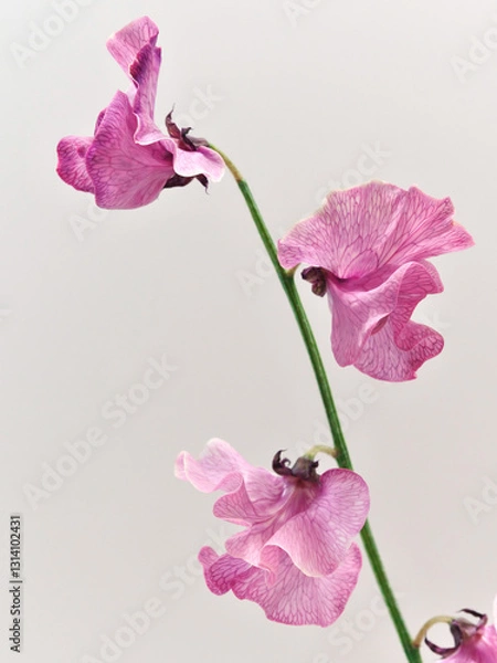 Fototapeta ピンク色のスイートピーの花