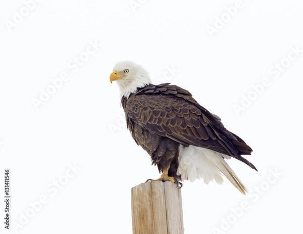 Obraz Bald Eagle - With White Background, Colorado