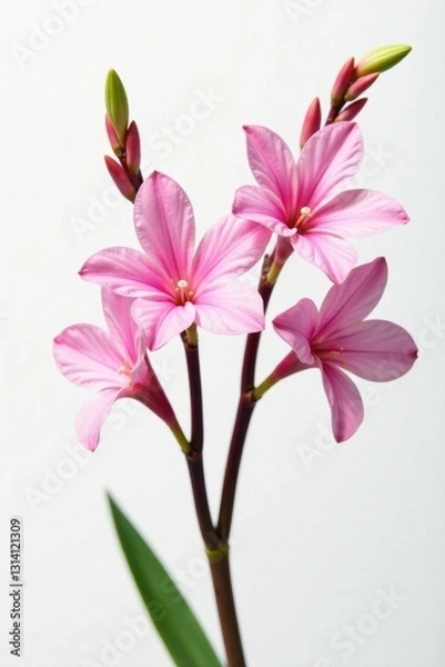 Fototapeta Elegant freesia twigs in full bloom, vivid colors, pure white backdrop , macro, botanical, spring