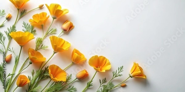 Fototapeta Bird's-Eye View of California Poppies on Solid Background - Soft Feminine Flat Lay