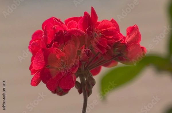 Obraz jolie fleur