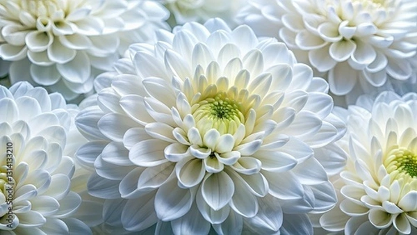 Obraz High-resolution macro shots of stunning white chrysanthemums, showcasing elegant floral beauty via the rule of thirds.