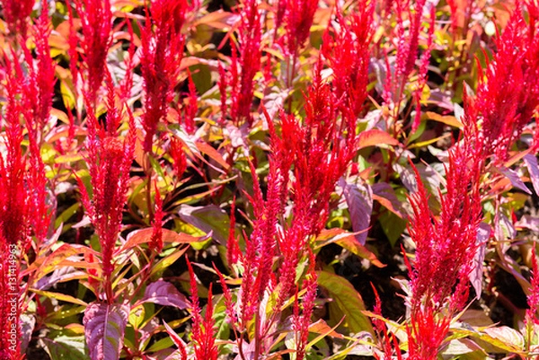 Fototapeta colorful celosia flower