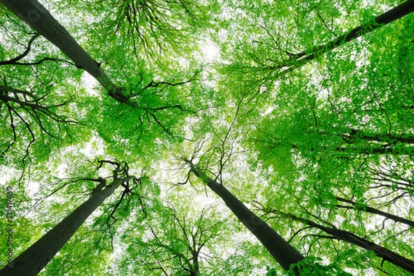 Fototapeta Forest of Tall Beech Trees in Spring, low angle shot