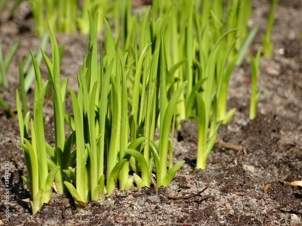 Fototapeta Group of light green, young iris shoots in front of dark, bare ground in spring. Their leaves stretch towards the sun and grow straight and tightly next to each other. April 2015.