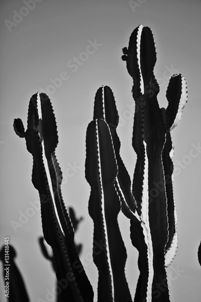 Obraz Cactus