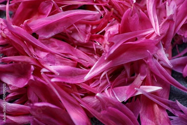 Obraz Background of fallen pink peony petals. Macro photography of petal texture