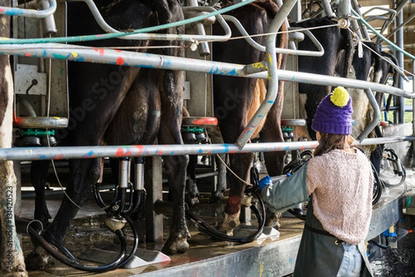 Fototapeta Woman working with Automated mechanized milking equipment