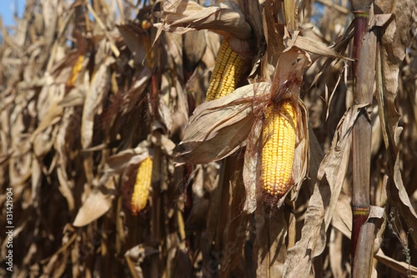 Fototapeta Corn in the field. An ear of corn on the stalk in a sun light. Corn field ready for harvesting. Corn - source of bio fuel.